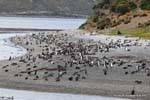 Kolonie der Pinguine, Pinguine, Beagle-Kanal, Ushuaia, Argentinien.