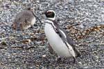 Watscheln Pinguine, Beagle-Kanal, Ushuaia, Argentinien.