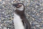 Der Blick Spheniscus magellanicus, Beagle-Kanal, Ushuaia, Argentinien.