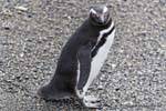 Schauen pinguin, pinguine, Beagle-Kanal, Ushuaia, Argentinien.