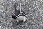 Penguin Wut, Beagle-Kanal, Ushuaia, Argentinien.