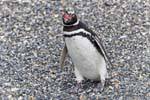Bec offenen Pinguin, Beagle-Kanal, Ushuaia, Argentinien.