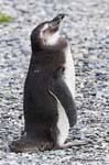 Dodo Kopf hoch, pinguin, Beagle-Kanal, Ushuaia, Argentinien.