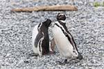 Magellan Pinguine gehen, Beagle-Kanal, Ushuaia, Argentinien.