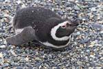 Pinguine auf den Magen, Beagle-Kanal, Ushuaia, Argentinien.