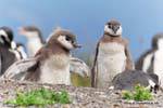 Junge Pinguine, Beagle-Kanal, Ushuaia, Argentinien.