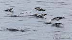Ushuaia, Flug Penguins, Beagle-Kanal, Argentinien.