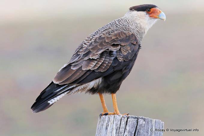 Geierfalke, Puerto Bandera, El Calafate - Argentinien