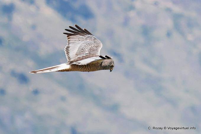 El Calafate, ein Turmfalke im Flug - Argentinien