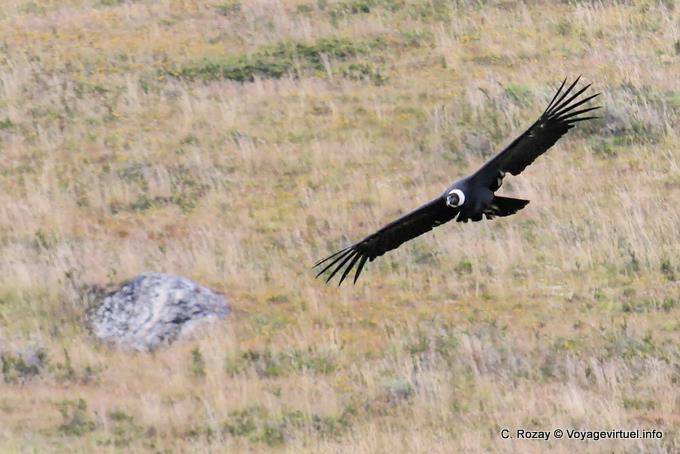 Andenkondor (Vultur gryphus) bei der Jagd, El Condor Pasa, El Calafate - Argentinien