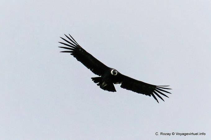 Condor steigenden über den Hügeln des Lago Roca, El Condor Pasa, El Calafate - Argentinien