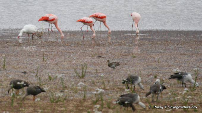 Flamingos, Laguna Nimez, El Calafate - Argentinien