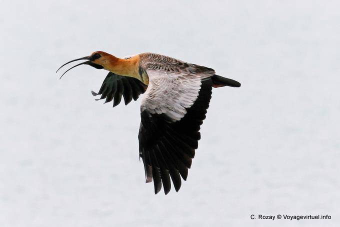 Theristicus melanopis im Flug Black-faced Ibis, Bandurria, El Calafate - Argentinien