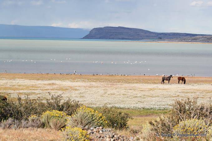 Laguna Nimez, Pferde und Vögel, El Calafate - Argentinien