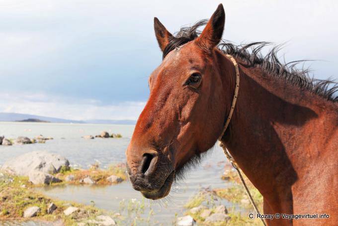 Ein Pferd, Laguna Nimez, El Calafate - Argentinien