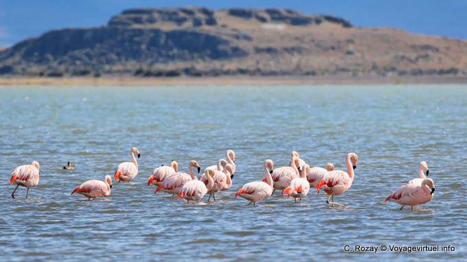 Flamingos strömen in Ruhe in Laguna Nimez, El Calafate - Argentinien