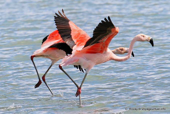 Die Paare, die auf Wasser, chilenischen Flamingos, El Calafate Laguna Nimez - Argentinien