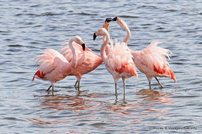 Konfabulationen und Entscheidungs ​​Schnäbel, Flamingos, El Calafate Laguna Nimez - Argentinien