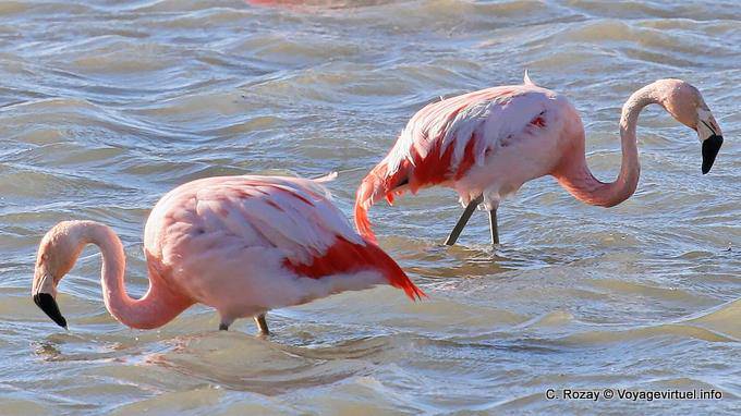 Phoenicopterus chilensis Angeln, El Calafate Laguna Nimez - Argentinien