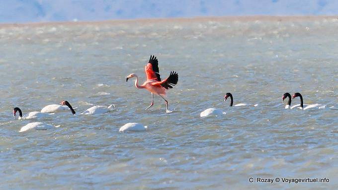 Mitten in einem Trupp Cygnus melancoryphus, Flamingos, El Calafate Laguna Nimez - Argentinien