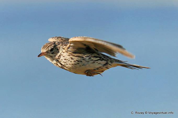 Piaf ergriff die Flucht, El Calafate, Laguna Nimez Vogel - Argentinien