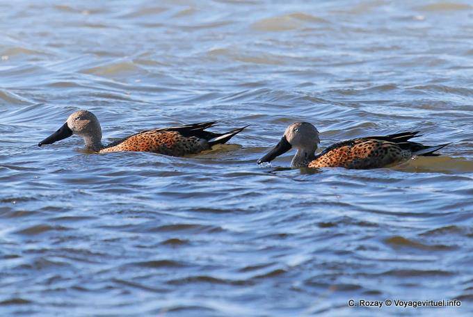 Rote Löffelente (Anas platalea), El Calafate, Laguna Nimez - Argentinien