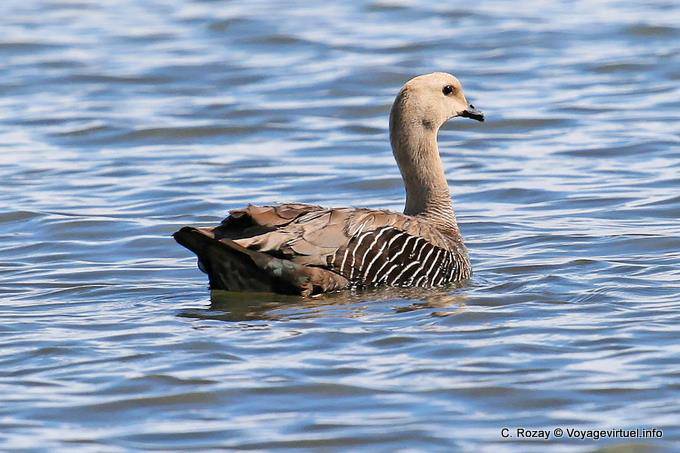 Grey Goose, Laguna Nimez, El Calafate - Argentinien