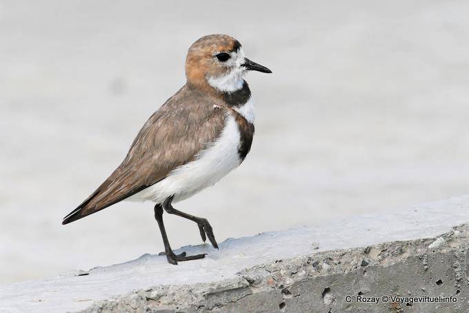 Plover Falkland Laguna Nimez, El Calafate - Argentinien