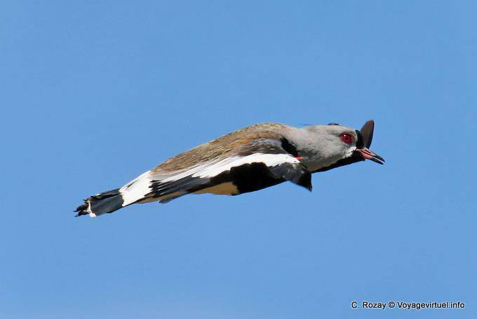 Südlicher Kiebitz im Flug, laguna Nimez, El Calafate - Argentinien