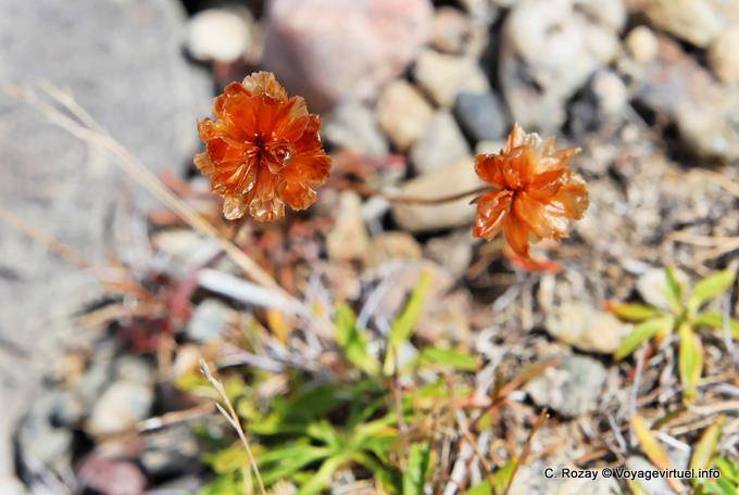 Flora Tehuelche, El Calafate - Argentinien