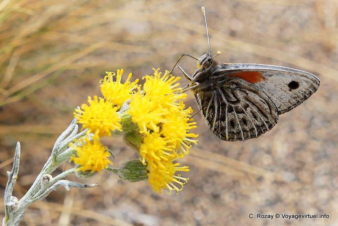 Schmetterling, Walichu, El Calafate - Argentinien