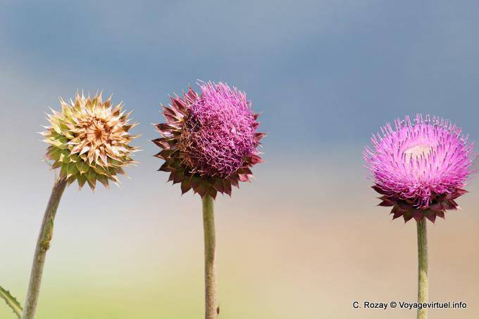 Thistle, Lago Roca - Argentinien