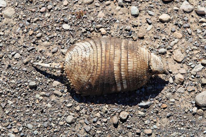 Armadillo Death (Pichi), Lago Viedma - Argentinien
