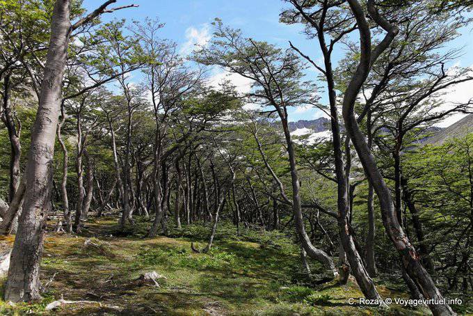Fagaceae Wald, El Bosque, Martial Glacier, Ushuaia - Argentinien