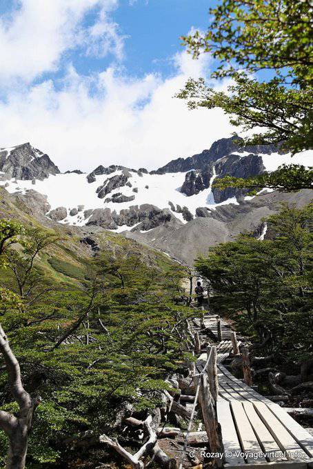 Zwischen Lenga zwischen Bosque und Moräne Martial Glacier, Ushuaia - Argentinien