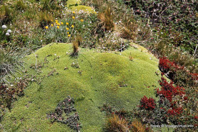 Ice Teppich Vegetation Martial Glacier, Ushuaia - Argentinien