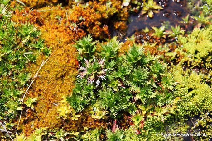 Konzentrieren Sie sich auf Flora, Martial Glacier Ushuaia - Argentinien