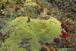Ice Teppich Vegetation Martial Glacier, Ushuaia, Argentinien.