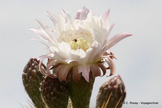 Blumen-Kaktus, Ischigualasto, Valle de la Luna - Argentinien