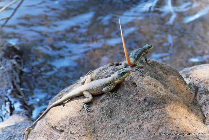 Große Eidechsen von denen hat Schwanz hob, Puerto Iguazu - Argentinien
