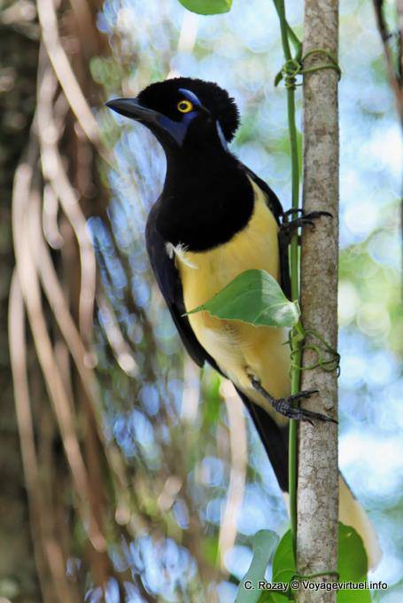 Kappenblaurabe oder Urraca comun, Puerto Iguazu Cataratas - Argentinien