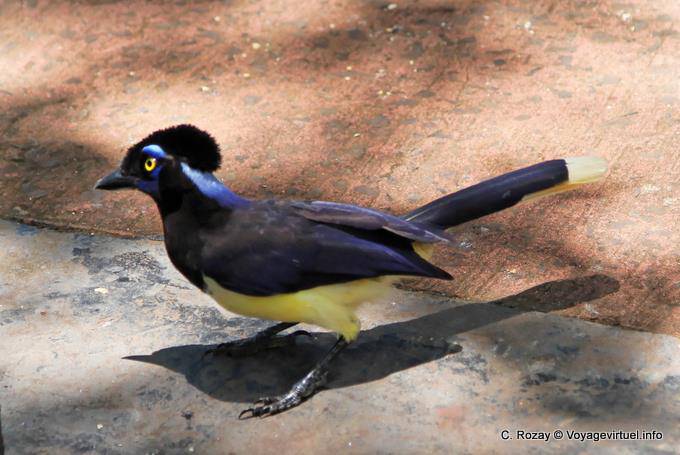 Der Familie Rabenvögel, die Kappenblaurabe (Cyanocorax chrysops) 30 cm, Puerto Iguazu - Argentinien