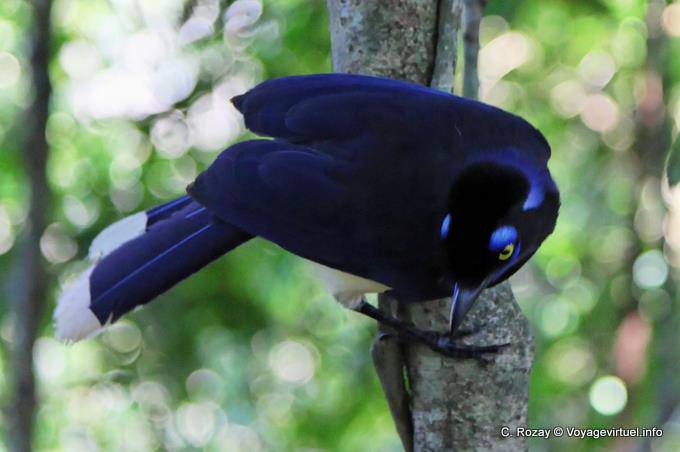 Allesfresser und gewaltige Imitator, ein acahé jay, Puerto Iguazu - Argentinien