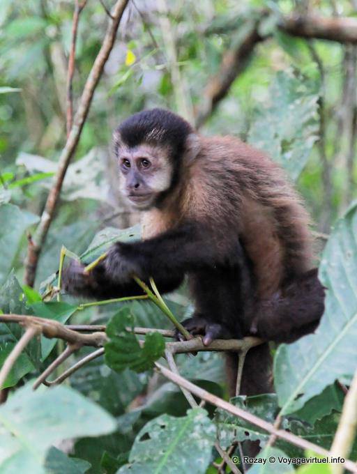 Affe lose in Puerto Iguazu Park - Argentinien