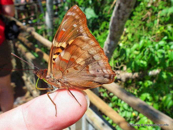 Herbst Schmetterling landete auf einem Finger, Puerto Iguazu Cataratas - Argentinien
