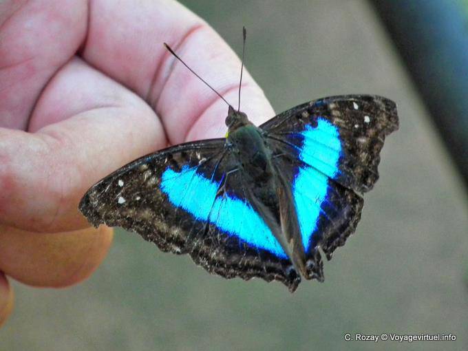 Ein weiterer blauer und schwarzer Schmetterling an der Hand, Puerto Iguazu zogen - Argentinien