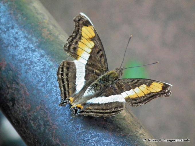 Einer der vielen Schmetterlinge, die die Website bewohnen, Cataratas Puerto Iguazu - Argentinien