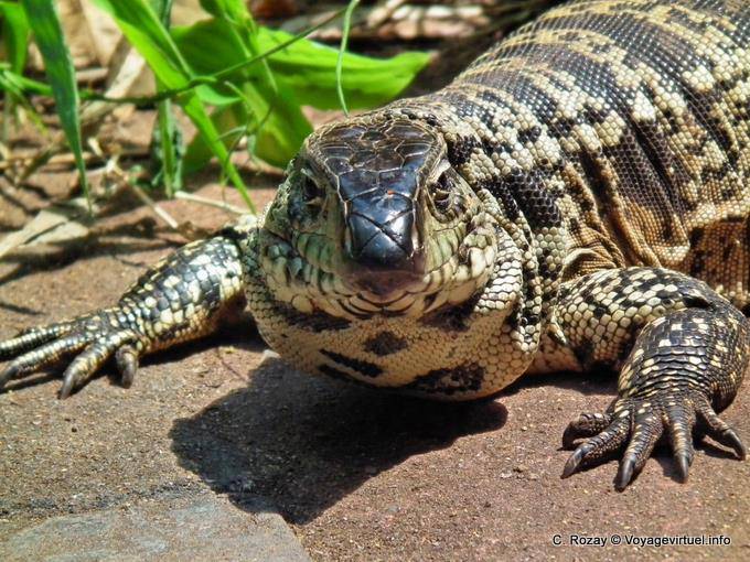 Kopf Tegu Eidechse Overo oder in Puerto Iguazu - Argentinien