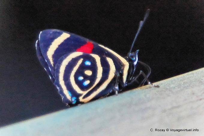 Blue butterfly red dot, Puerto Iguazu Cataratas - Argentinien