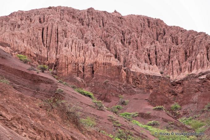 Casa de Loros, Vogel Papageien, Quebrada de las Conchas - Argentinien